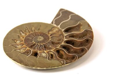 Versteinerung Ammonit